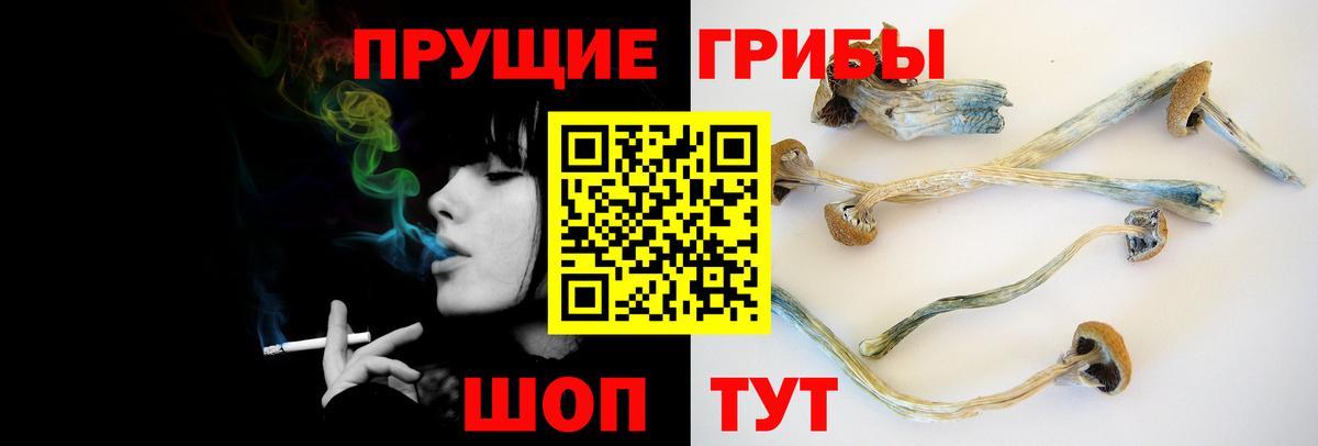Псилоцибиновые грибы Psilocybine cubensis Берёзовский